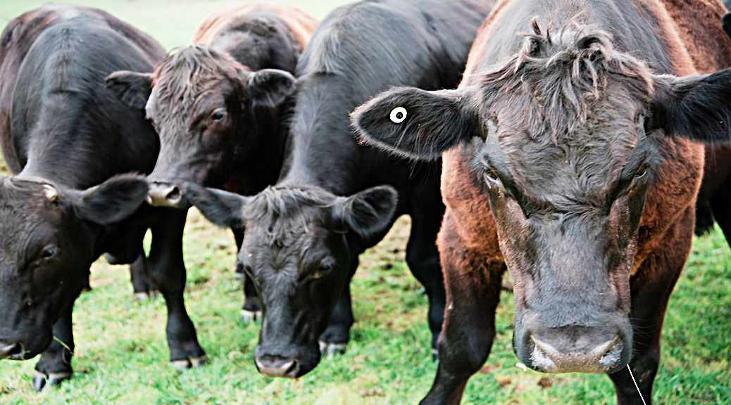 Weekly Roundup, 21st November 2017