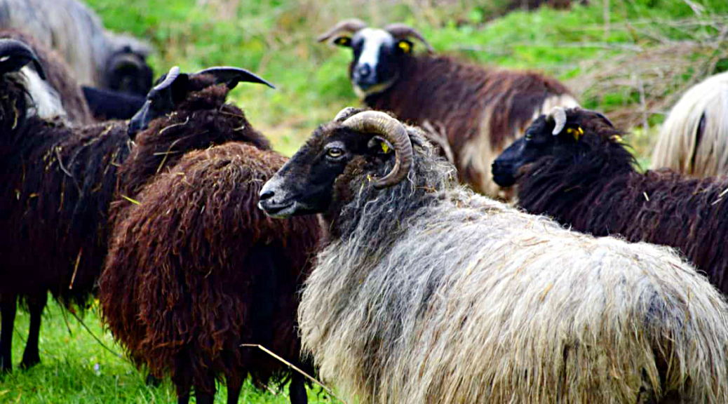 Weekly Roundup, 28th November 2017