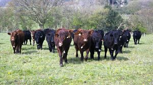 roundup151 (Weekly Roundup, 5th December 2017)