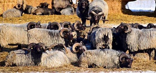 Weekly Roundup, 12th December 2017