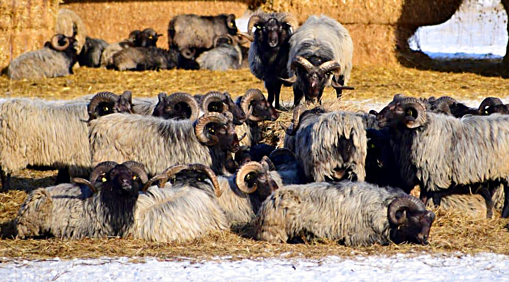 Weekly Roundup, 12th December 2017