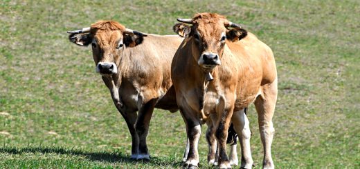 Weekly Roundup, 19th December 2017