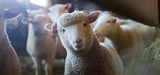 Weekly Roundup, 27th December 2017