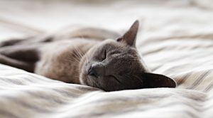 Naps 2 (Sector Plays and the Stockopedia NAPS)