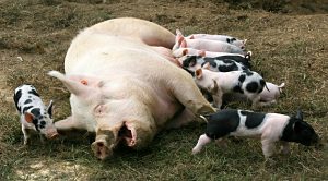 Piggyback 14 (Piggyback Portfolio 14 &ndash; January 2018)