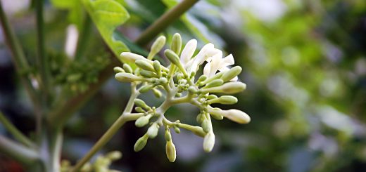 SmallCap Growth AIM Portfolio 20