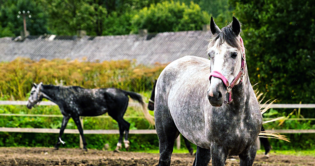 Weekly Roundup, 9th January 2018