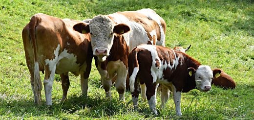 Weekly Roundup, 16th January 2018