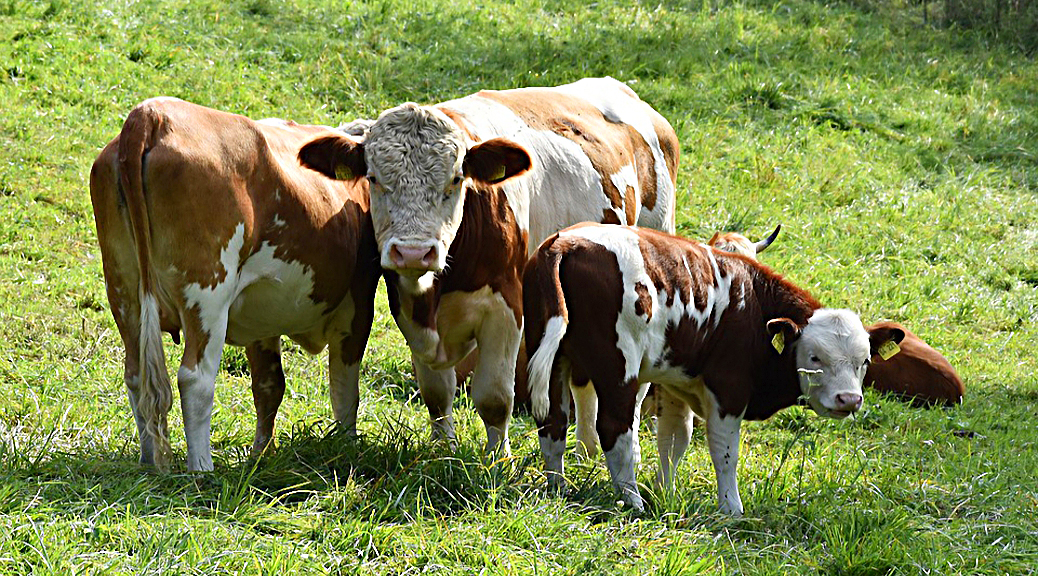 Weekly Roundup, 16th January 2018