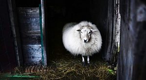 roundup157 (Weekly Roundup, 23rd January 2018)