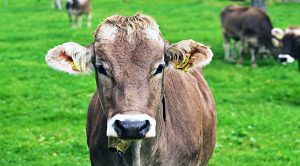 roundup158 (Weekly Roundup, 30th January 2018)