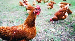 Chickens (Robo Advisors 15 &ndash; Wild Geese, Counting Chickens & Checking the Small Print)