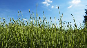 EIS growth funds (EIS Growth Funds &ndash; Syndicate Room and Startup Funding Club)