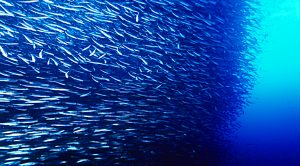 P2P aggregators (P2P Lending Aggregators &ndash; Orca, Goji and BondMason)