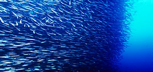 P2P Lending Aggregators