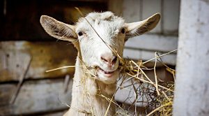 roundup159 (Weekly Roundup, 6th February 2018)