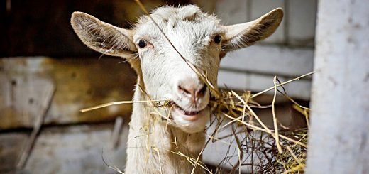 Weekly Roundup, 6th February 2018