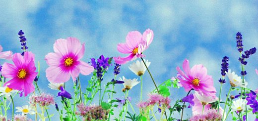 Spring Statement 2018