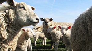 roundup163 (Weekly Roundup, 6th March 2018)