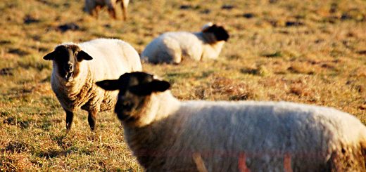 Weekly Roundup, 20th March 2018