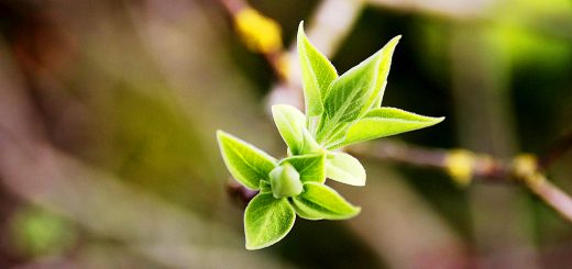 SmallCap Growth AIM portfolio