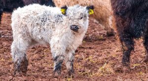 roundup167 (Weekly Roundup, 3rd April 2018)