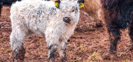 Weekly Roundup, 4th April 2018