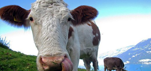 Weekly Roundup 1st May 2018