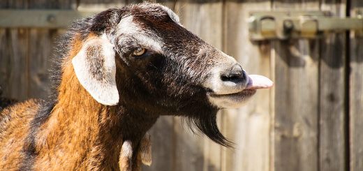 Weekly Roundup, 9th May 2018