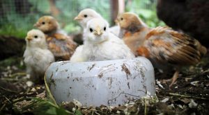 roundup174 (Weekly Roundup, 22nd May 2018)