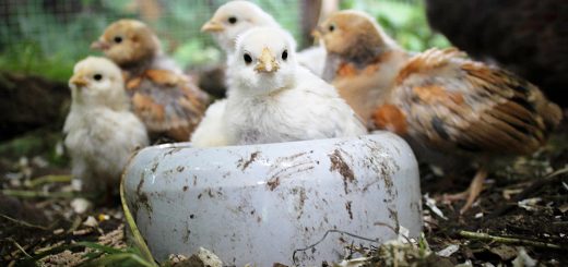 Weekly Roundup, 22nd May 2018