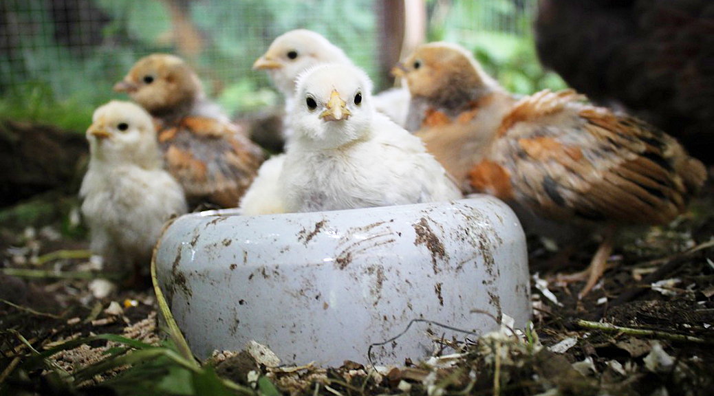 Weekly Roundup, 22nd May 2018