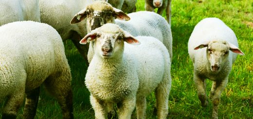 Weekly Roundup, 29th May 2018