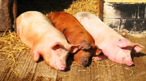 Piggyback 16 (Piggyback Portfolio 16 &ndash; June 2018)