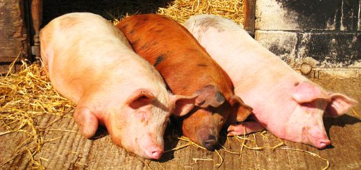 Piggyback Portfolio 16