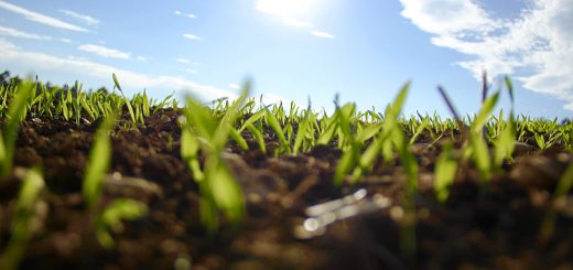 SmallCap Growth AIM Portfolio