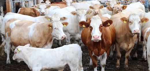 Weekly Roundup 5th June 2018