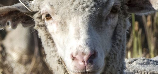 Weekly roundup, 12th June 2018