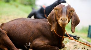 roundup179 (Weekly Roundup, 19th June 2018)