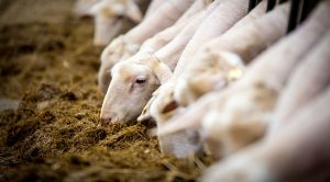 roundup180 (Weekly Roundup, 26th June 2018)