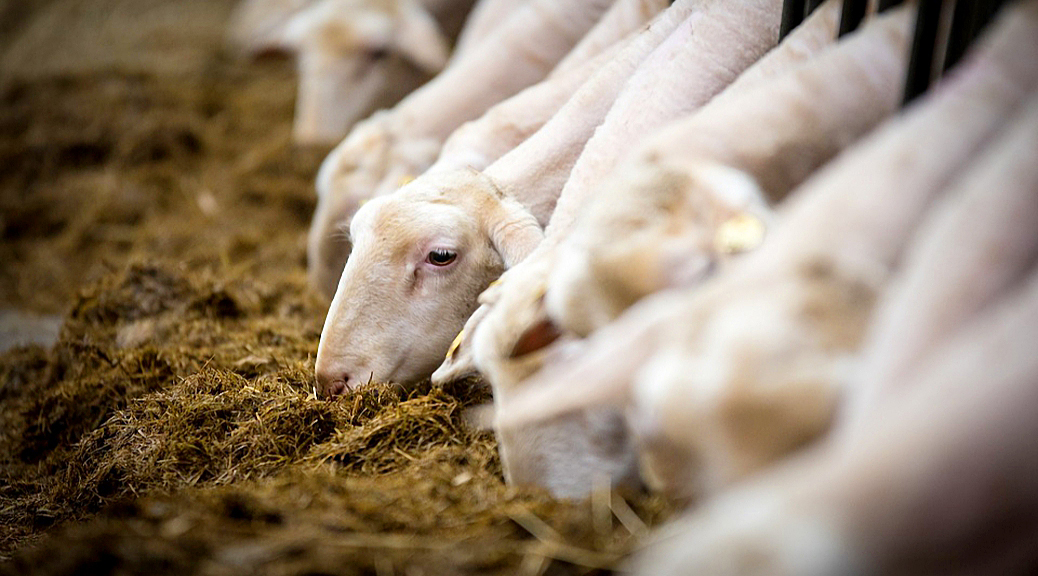 Weekly Roundup, 26th June 2018