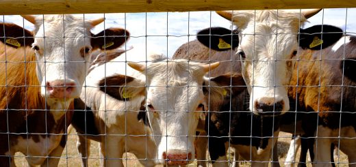 Weekly Roundup 180731