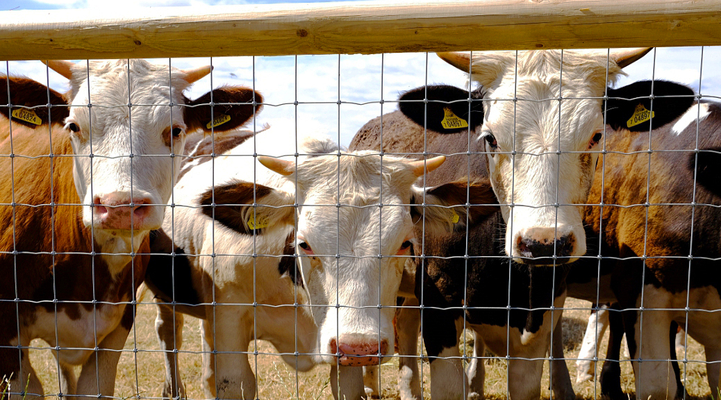 Weekly Roundup 180731