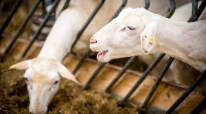 roundup181 (Weekly Roundup, 3rd July 2018)