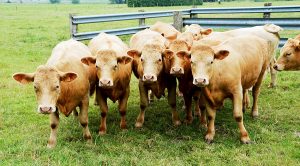 roundup182 (Weekly Roundup,  10th July 2018)