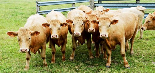 Weekly Roundup, 10th July 2018