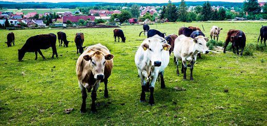 Weekly Roundup, 17th July 2018