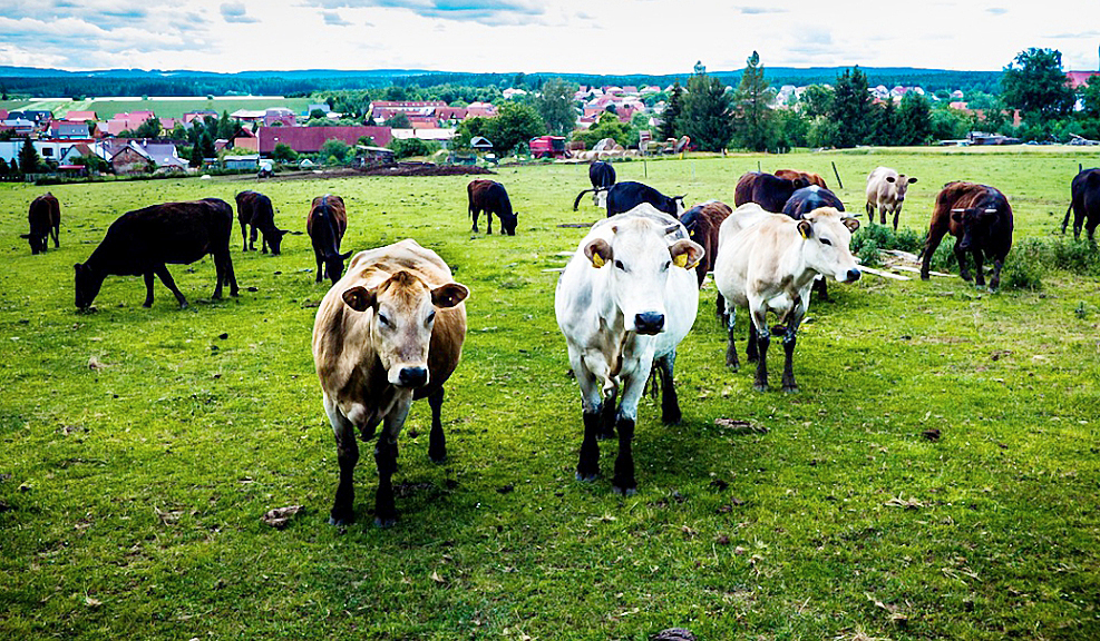 Weekly Roundup, 17th July 2018