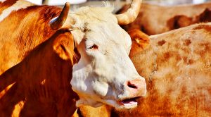 roundup184 (Weekly Roundup, 24th July 2018)