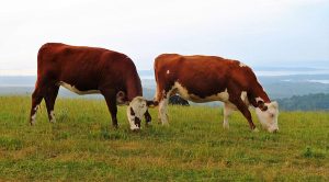 Weekly Roundup 180807 (Weekly Roundup, 7th August 2018)